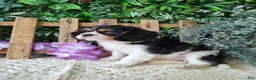 Cavalier King Charles Spaniel dogs for sale: Sasha - Ad 7
