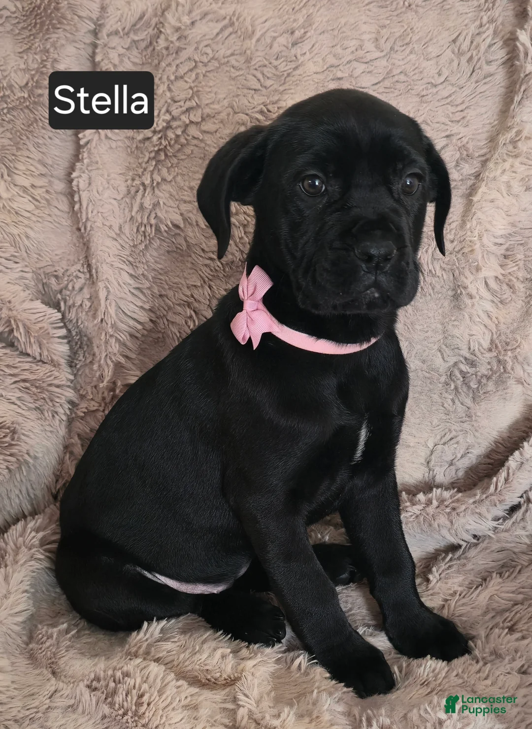 Cane Corso dogs for sale: Stella - Ad 5