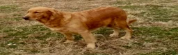 Golden Retriever dogs for sale: Gabbie - Ad 10