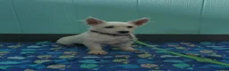 West Highland Terrier dogs for sale: Amy - Ad 9