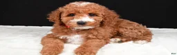 Miniature Poodle dogs for sale: Stacey - Ad 2