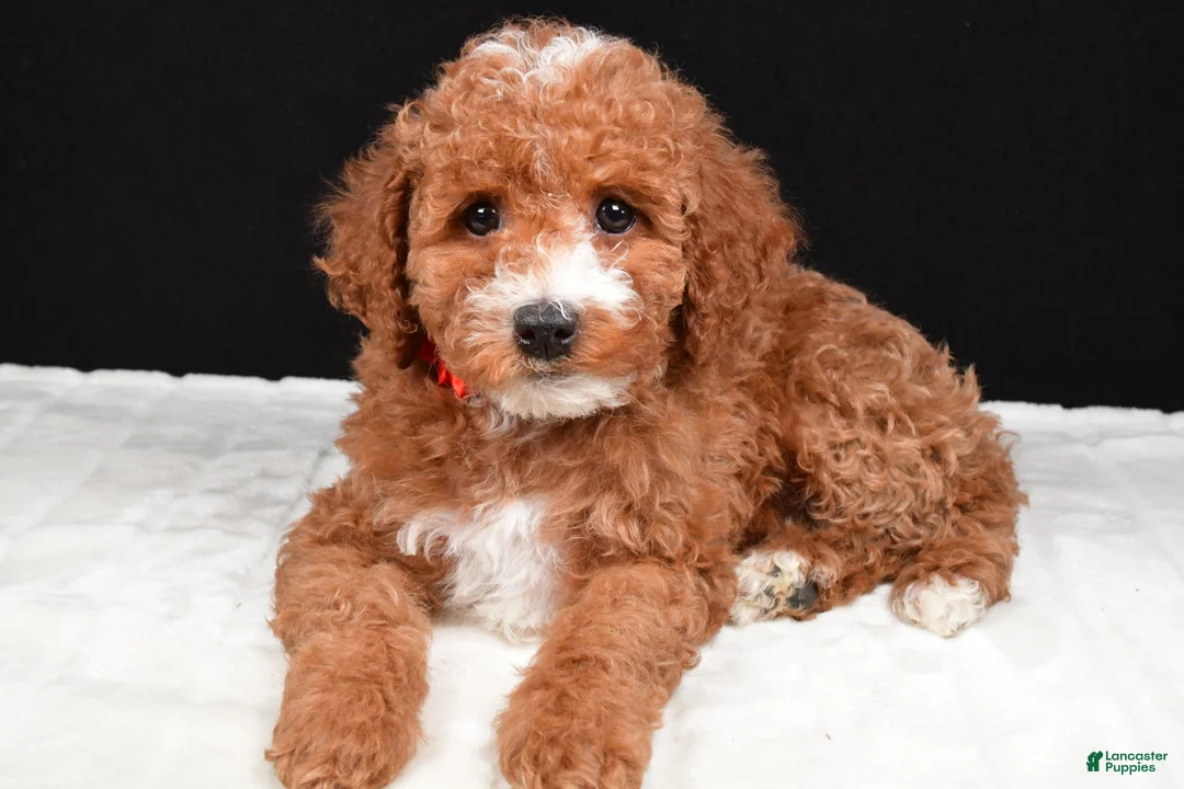 Miniature Poodle dogs for sale: Stacey - Ad 2