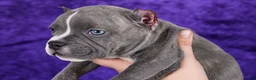 American Bully dogs for sale: Blue Brindle Female - Ad 5