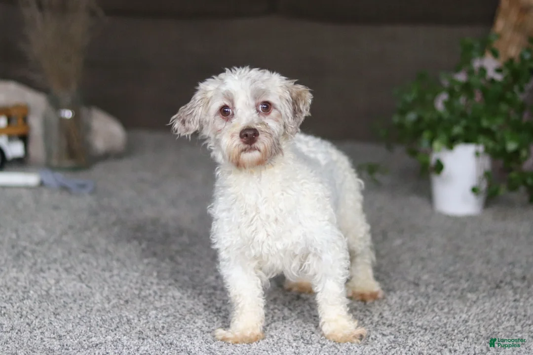 Havanese dogs for sale: Cole  - Ad 6