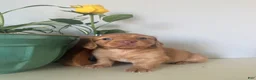 Miniature Dachshund dogs for sale: Cooper - Ad 17