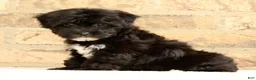 Yochon dogs for sale: Oreo - Ad 7