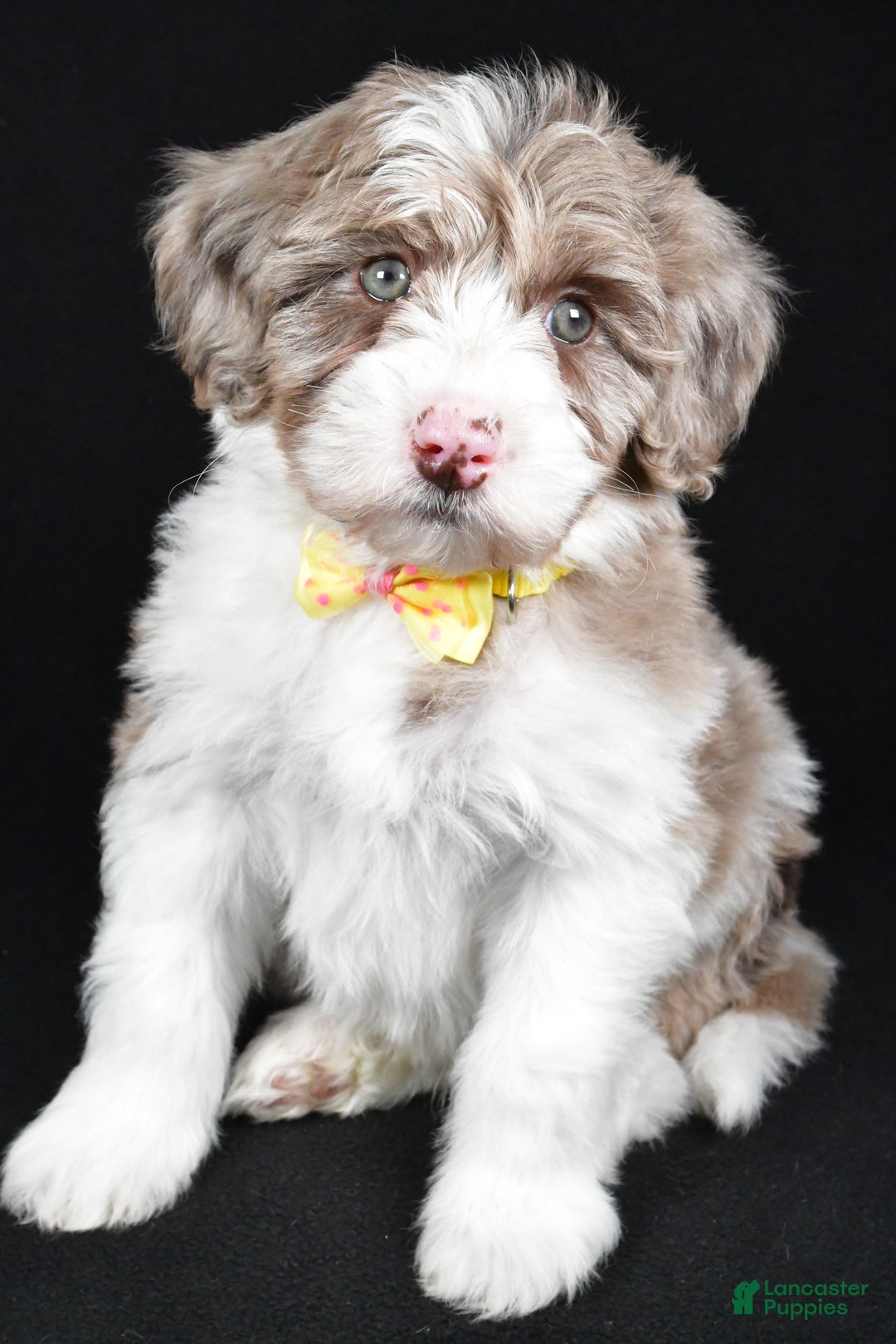 Sheepadoodle dogs for sale: Champion - Ad 7