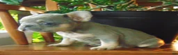 French Bulldog dogs for sale: Milly - Ad 5