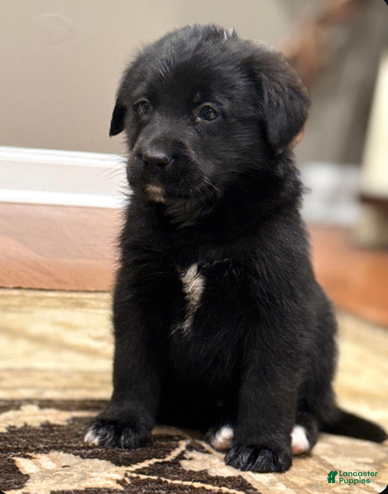 Mini Bernedoodle dogs Mini Bernedoodle Puppy 1 - Ad 11