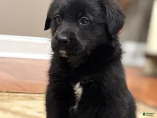 Mini Bernedoodle dogs Mini Bernedoodle Puppy 1 - Ad 11