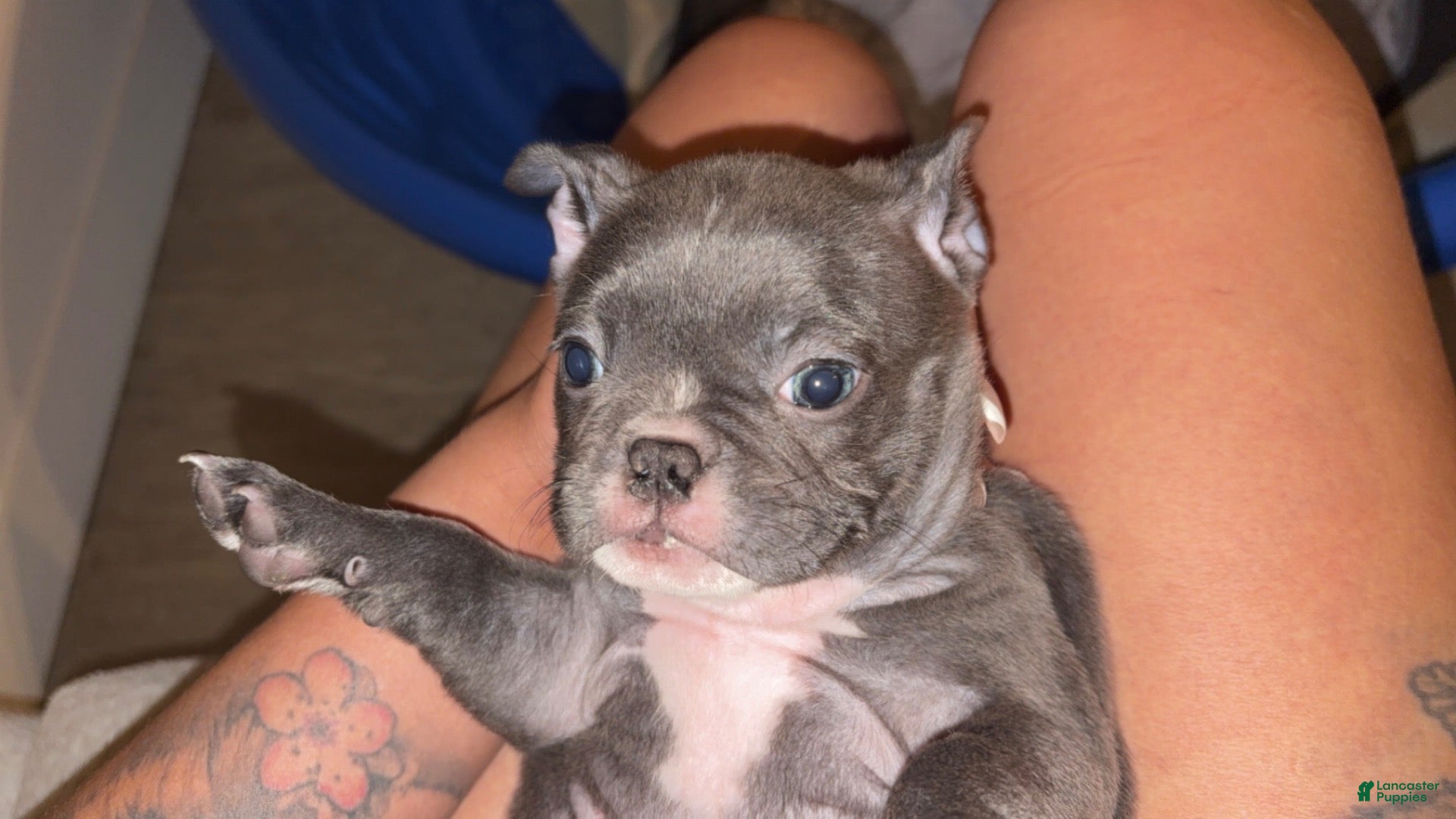 Mixed Breed dogs Mixed Breed 1 - Ad 11