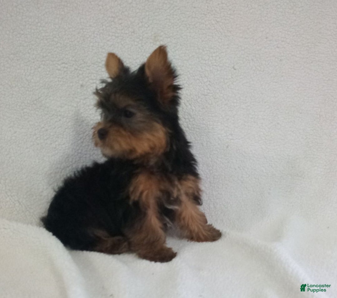 Yorkshire Terrier dogs for sale: Jingle - Ad 3