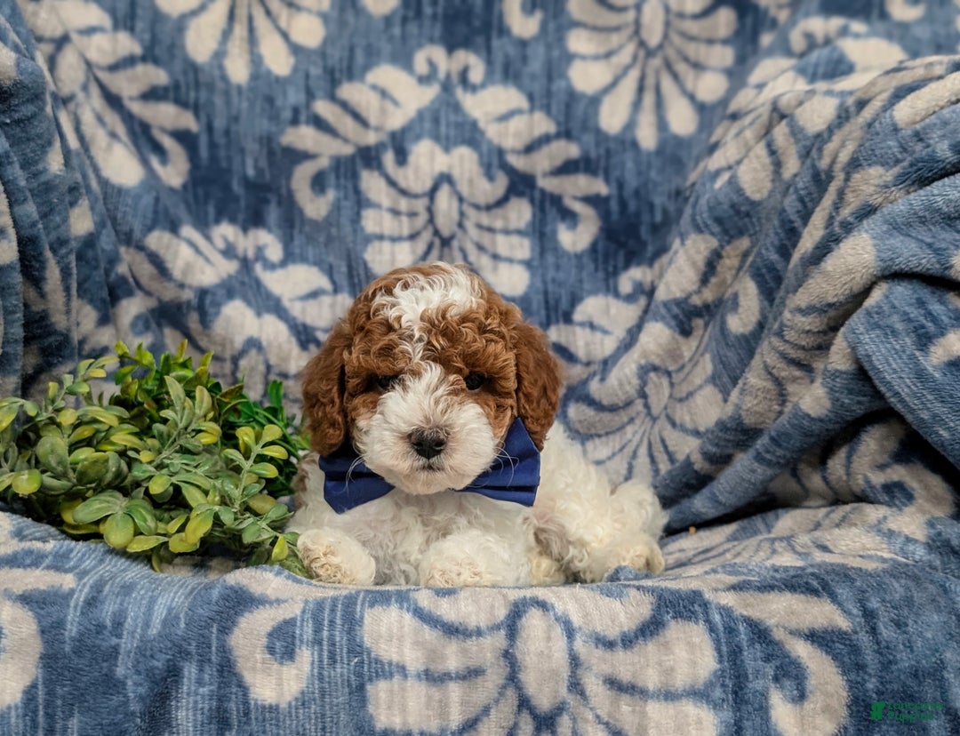Miniature Poodle dogs for sale: Troy - Ad 6