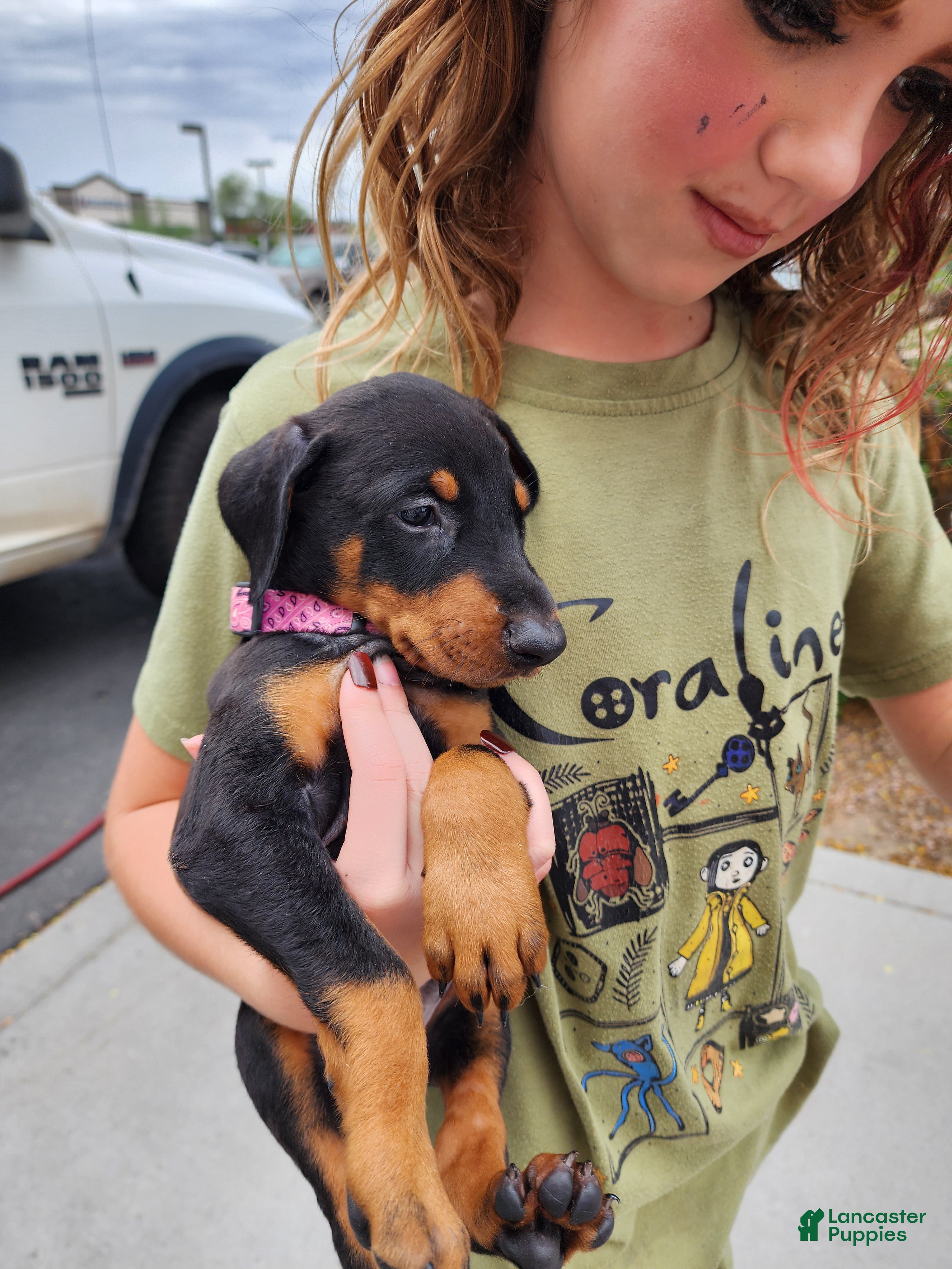 Doberman Pinscher dogs Jessica F1 - Ad 20