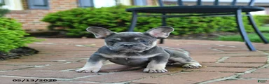 Skippy