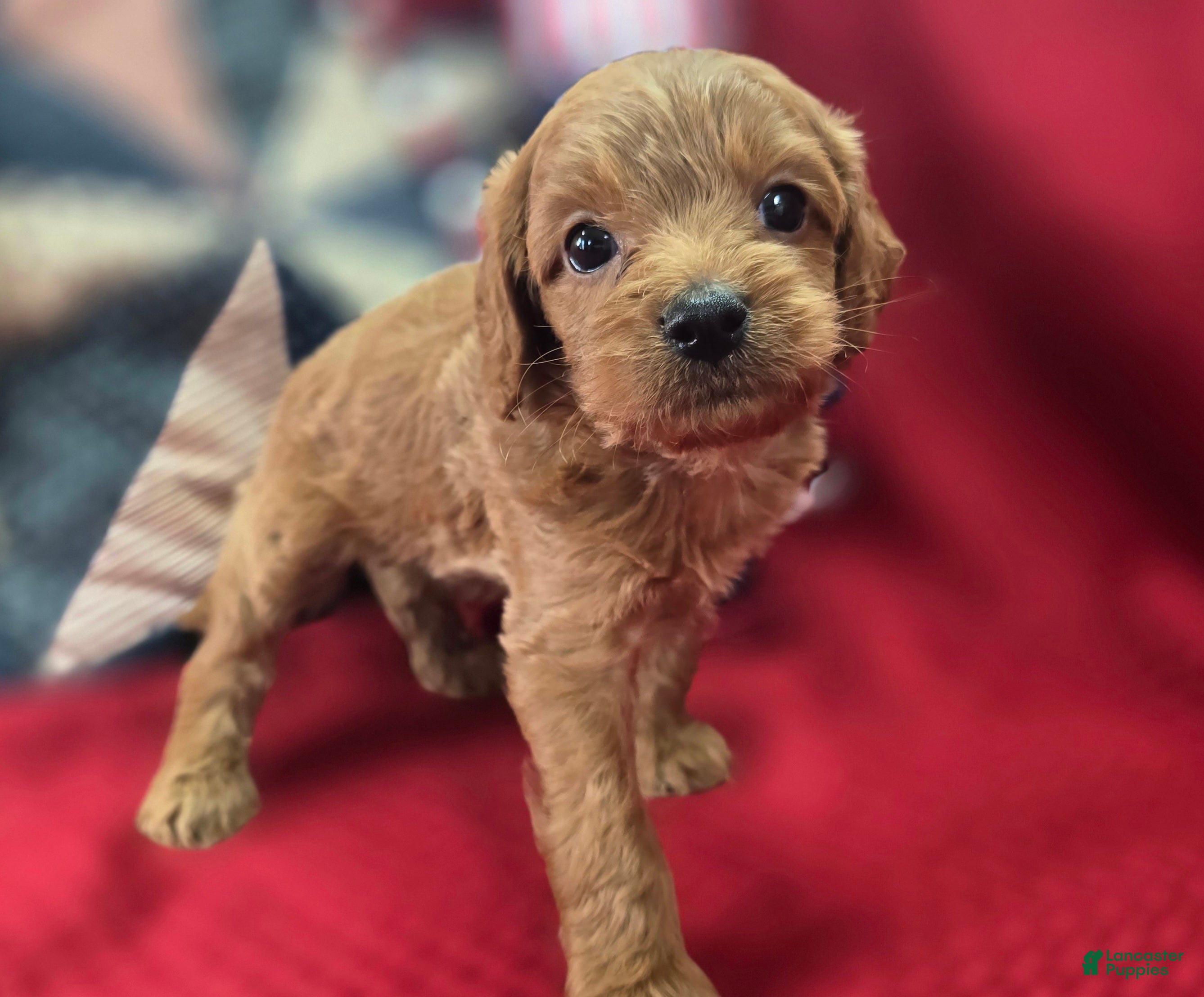 Cavapoo dogs Grub - Ad 27