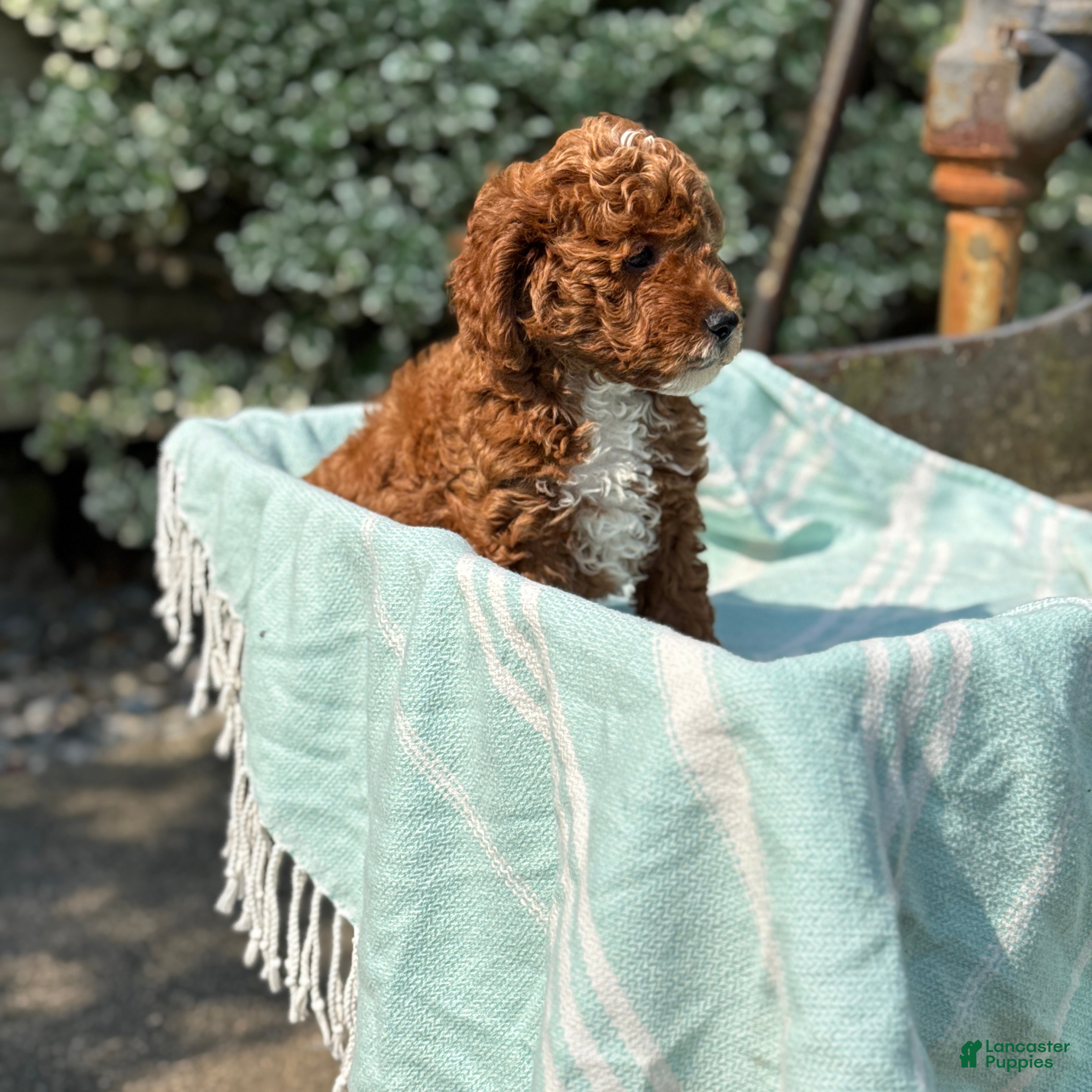 Toy Poodle dogs Tommy - Ad 2