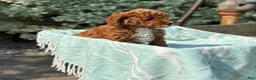 Toy Poodle dogs for sale: Tommy - Ad 5