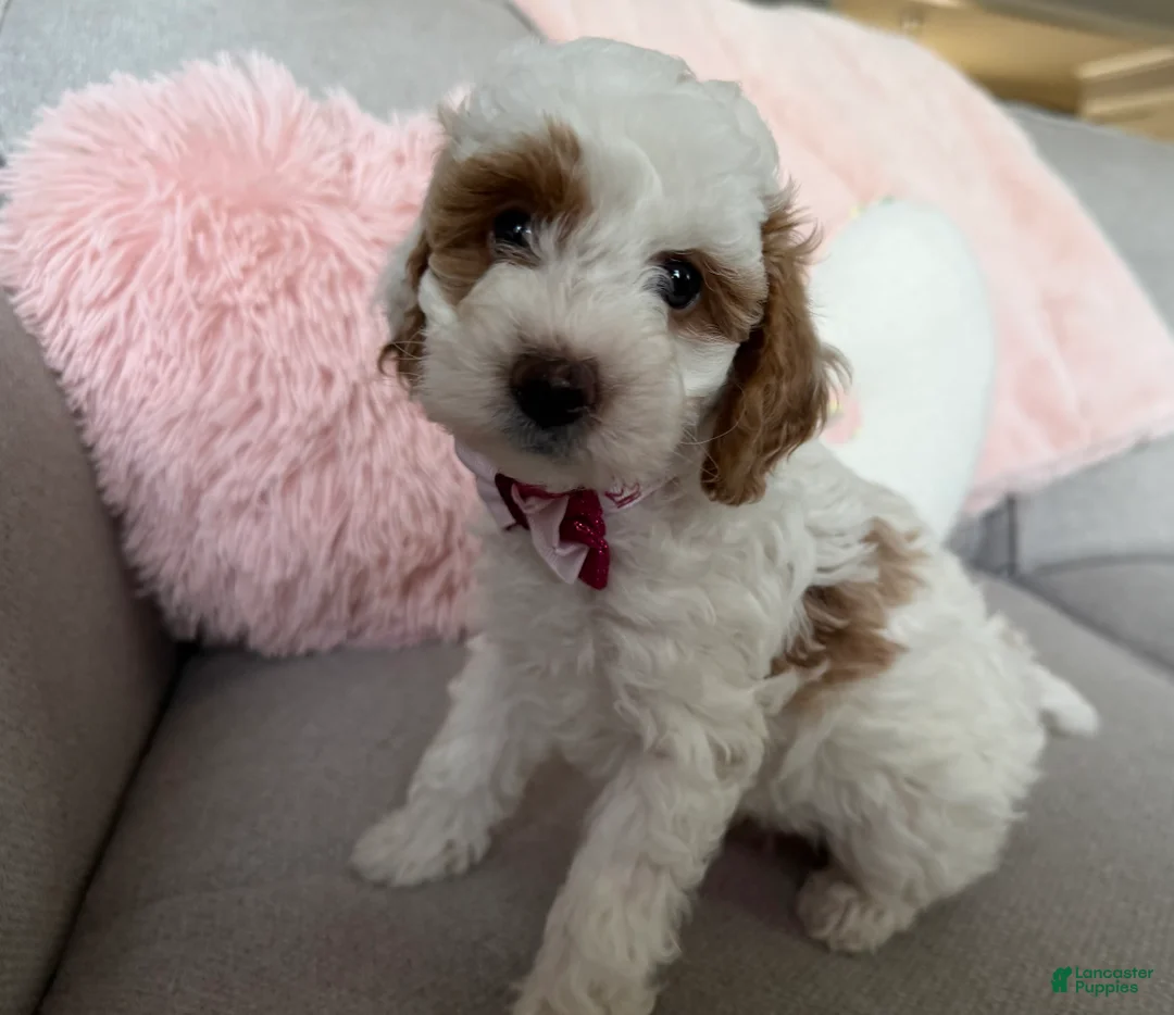 Mini Goldendoodle dogs for sale: Callie  - Ad 2