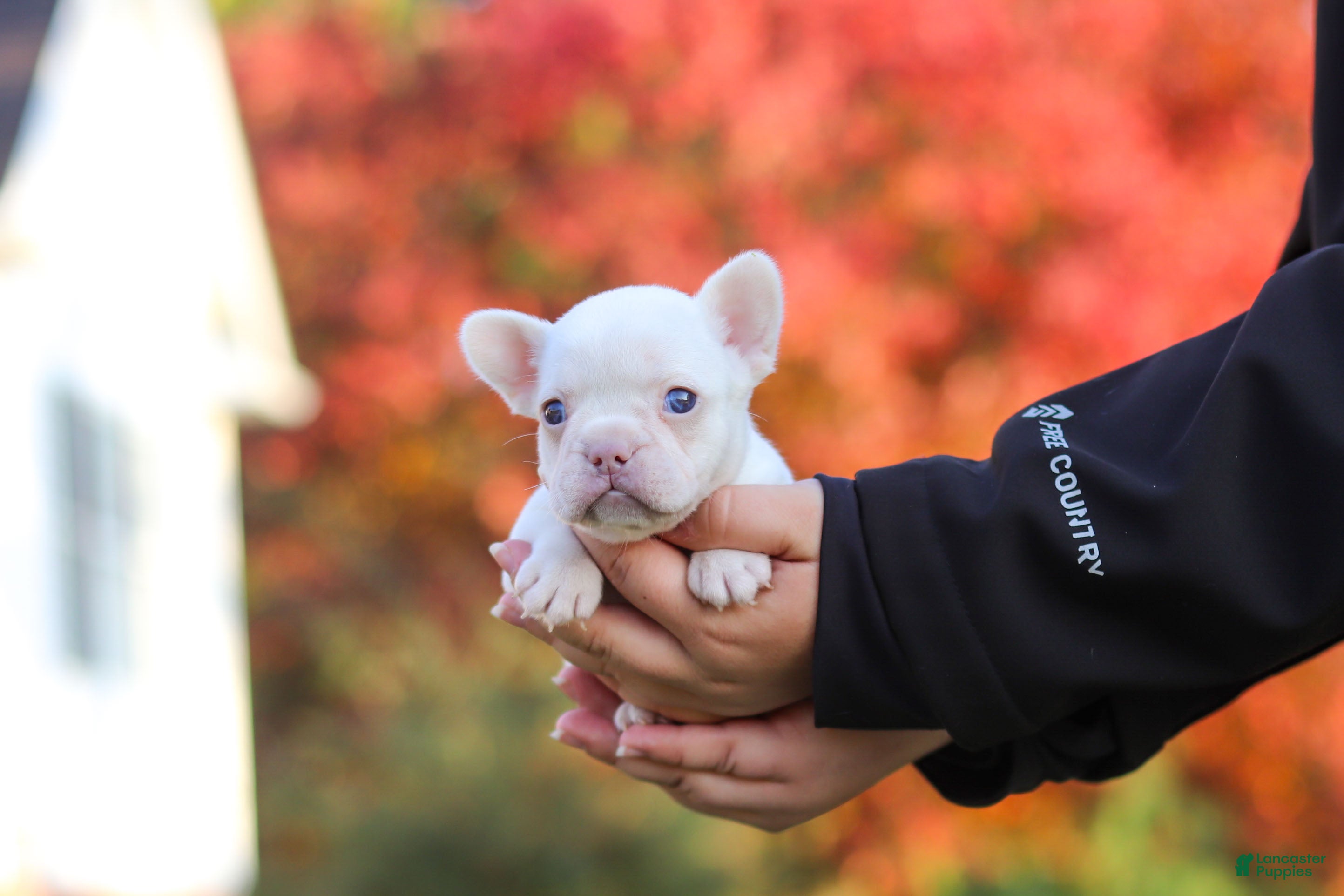 French Bulldog dogs for sale: Waylon - Ad 2