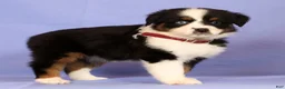Miniature Australian Shepherd dogs for sale: Lydia - Ad 4