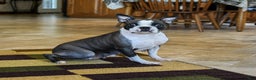 Boston Terrier dogs for sale: Sugar - Ad 6
