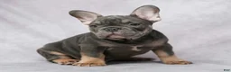 French Bulldog dogs for sale: Grant - Ad 6