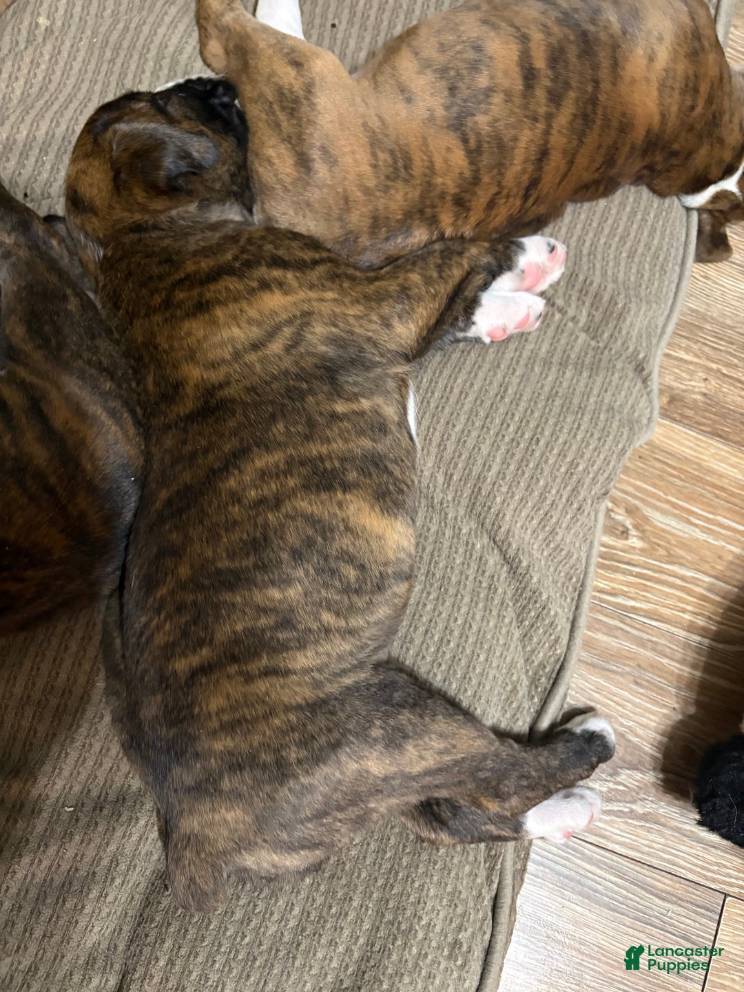 Boxer dogs for sale: Bear - Ad 8