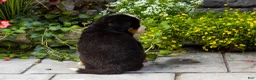 Bernese Mountain Dog dogs for sale: Matilda  - Ad 5