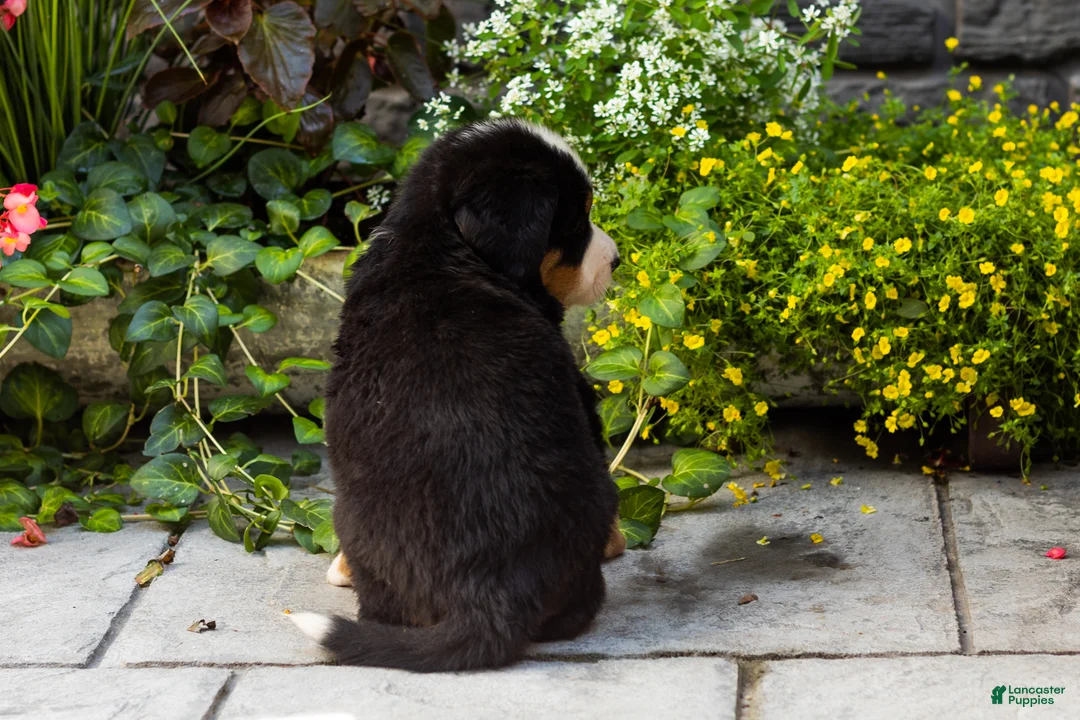 Bernese Mountain Dog dogs for sale: Matilda  - Ad 5