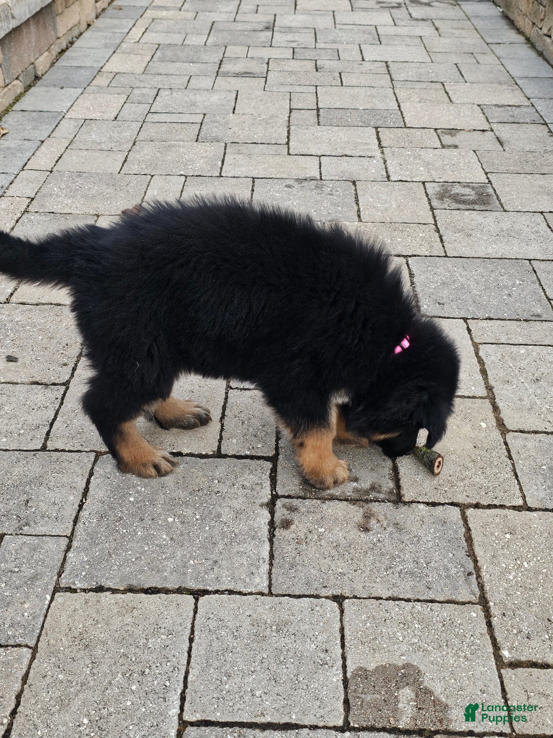 German Shepherd dogs for sale: Skye - Ad 7