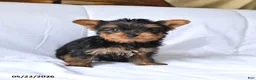 Yorkshire Terrier dogs for sale: Misty - Ad 2