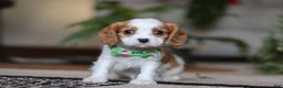 Cavalier King Charles Spaniel dogs for sale: Blaze - Ad 1