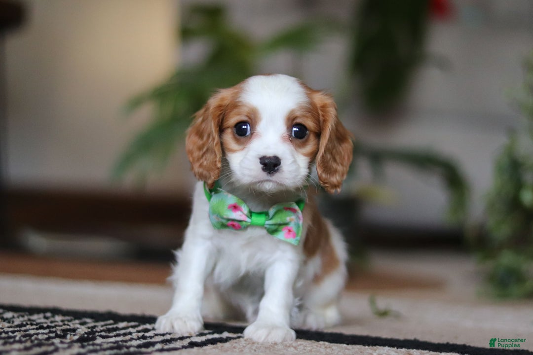 Cavalier King Charles Spaniel dogs for sale: Blaze - Ad 1