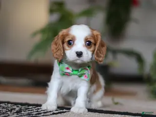 Cavalier King Charles Spaniel dogs Blaze - Ad 20