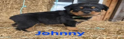 Rottweiler dogs for sale: Tom - Ad 6
