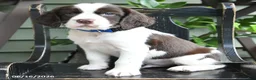 English Springer Spaniel dogs for sale: Lancing - Ad 4