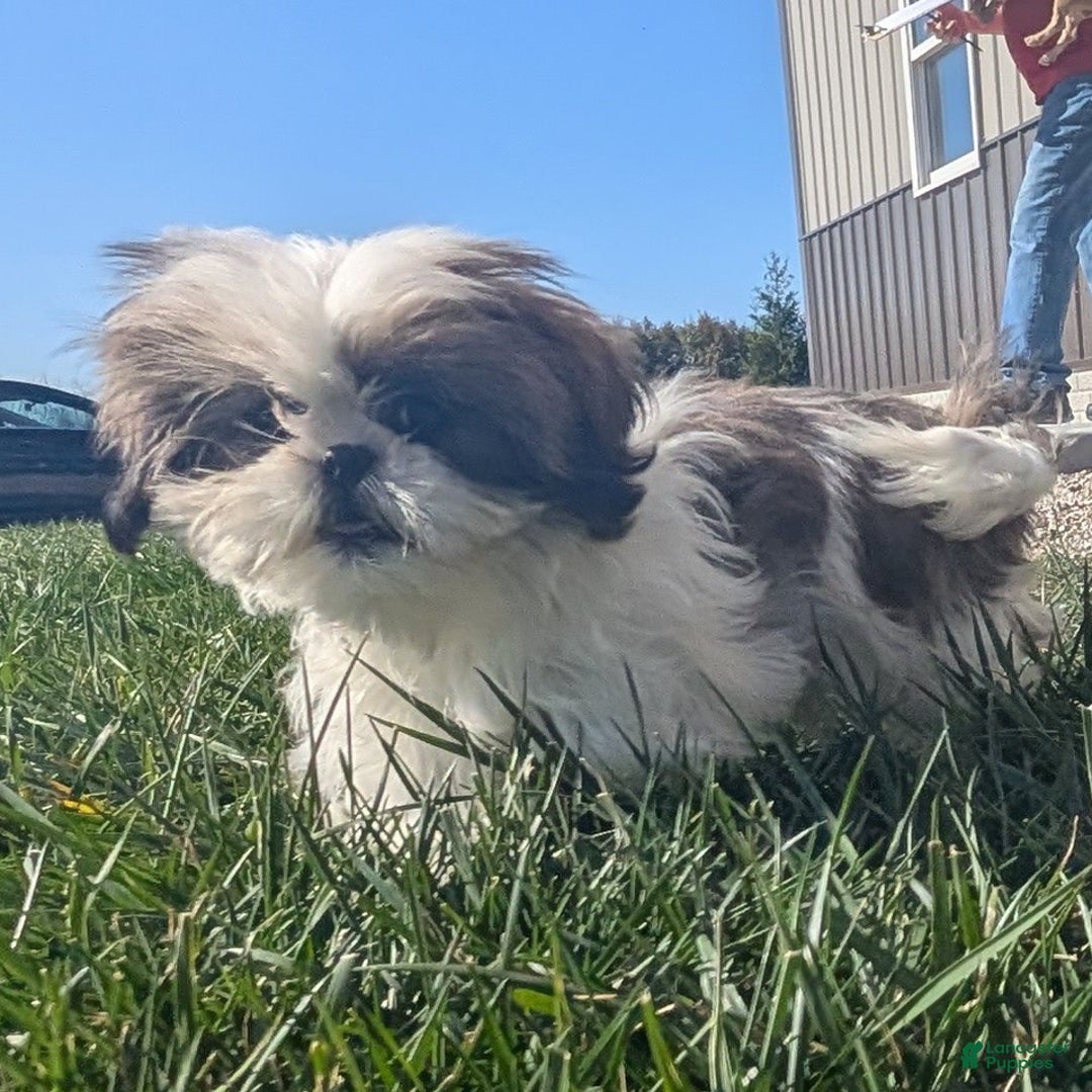 Shih Tzu dogs for sale: Tiggy - Ad 10