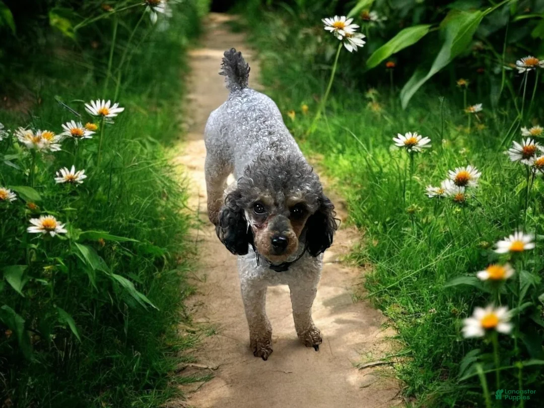 Toy Poodle dogs for sale: Andy  - Ad 9