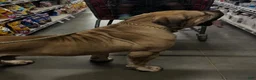 South African Boerboels dogs for sale: Sancho - Ad 12