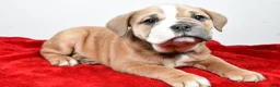 Beabull dogs for sale: Gracie - Ad 6