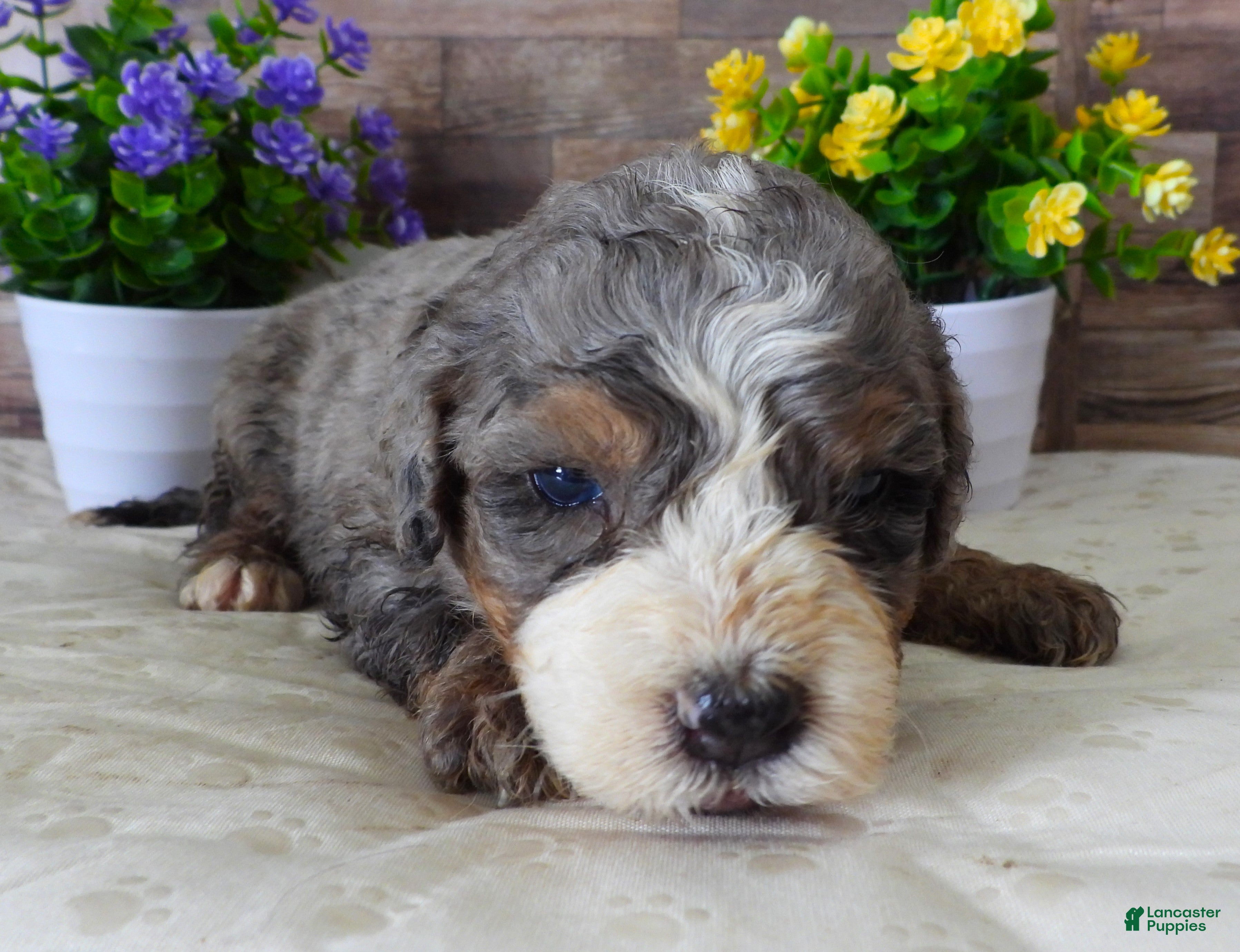 Mini Bernedoodle dogs #5 Female (Splash's) - Ad 41