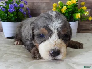 Mini Bernedoodle dogs #5 Female (Splash's) - Ad 41