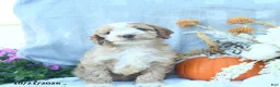 Cockapoo dogs for sale: Autumn  - Ad 4