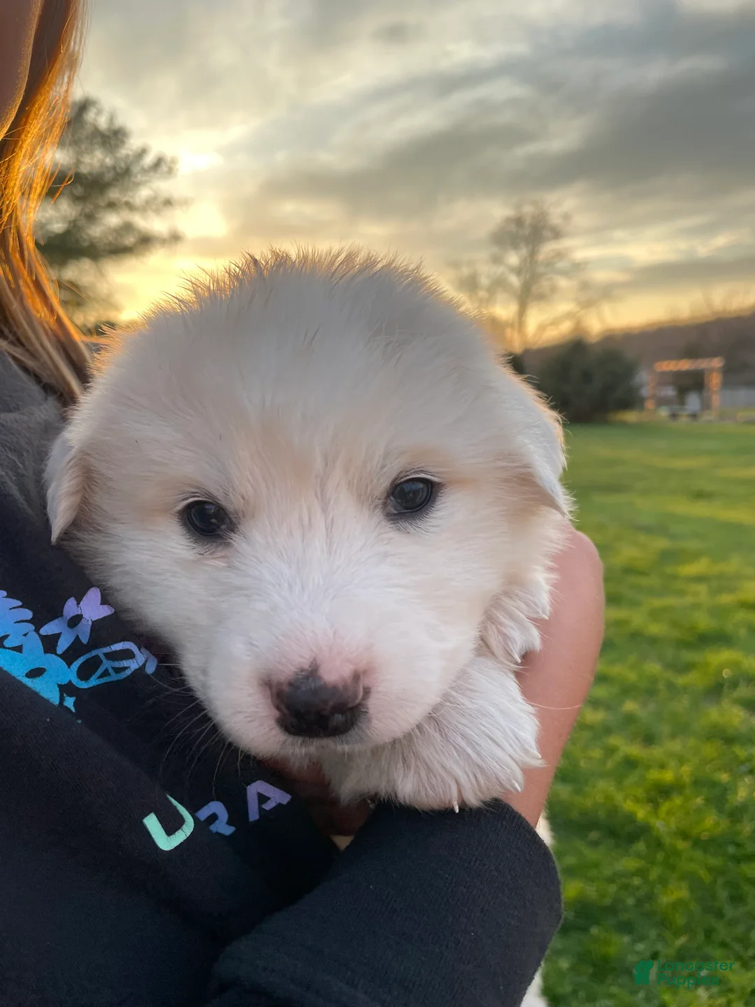 Great Pyrenees dogs for sale: Great Pyrenees Puppy 6 Martha - Ad 2