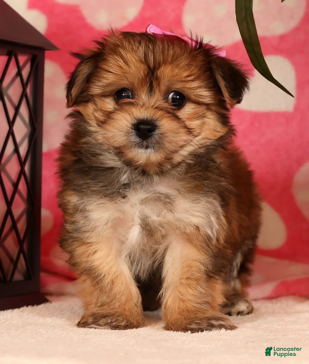 Yochon dogs for sale: Toby - Ad 4