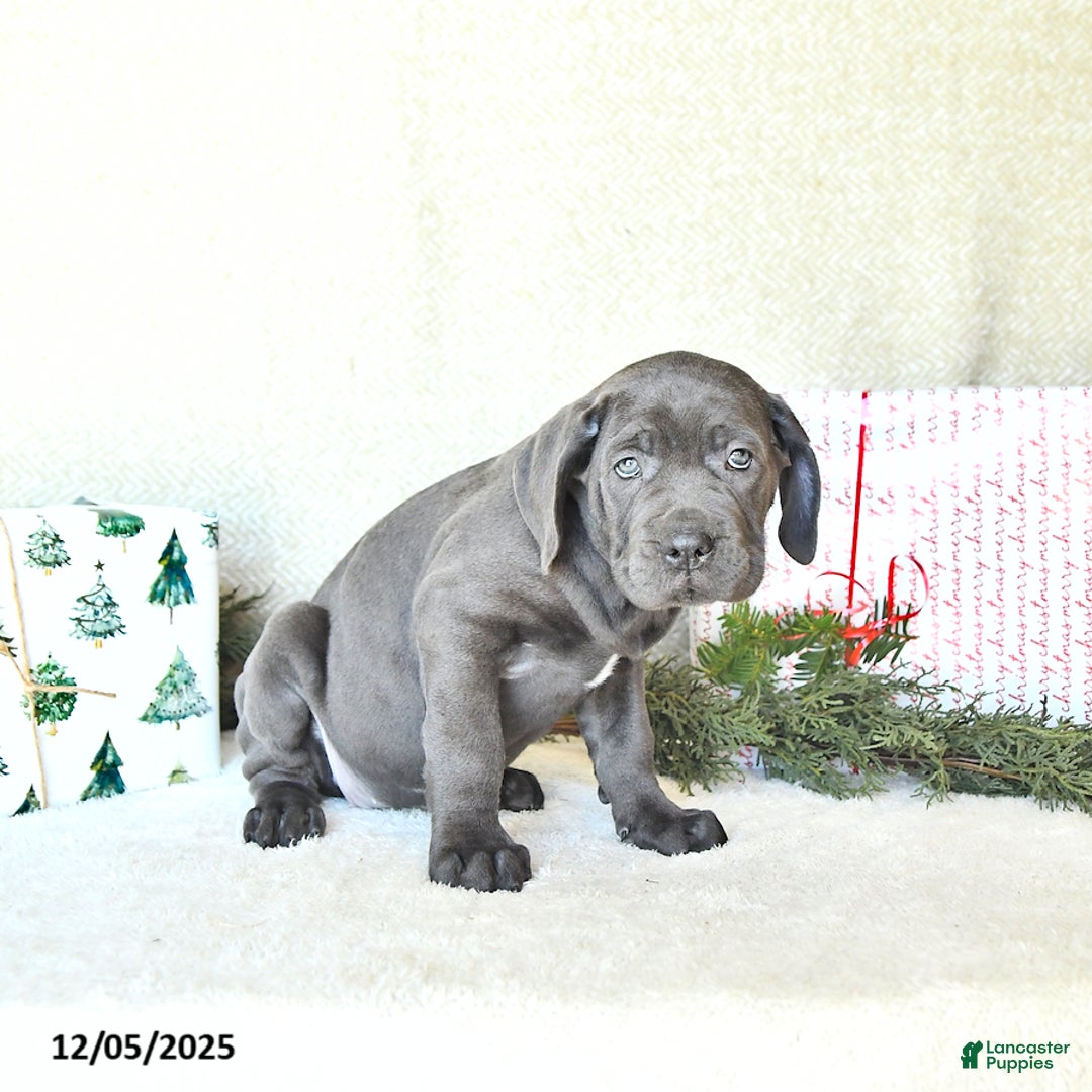 Cane Corso dogs for sale: Noel - Ad 5