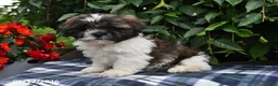 Shih Tzu dogs for sale: Kyle - Ad 5