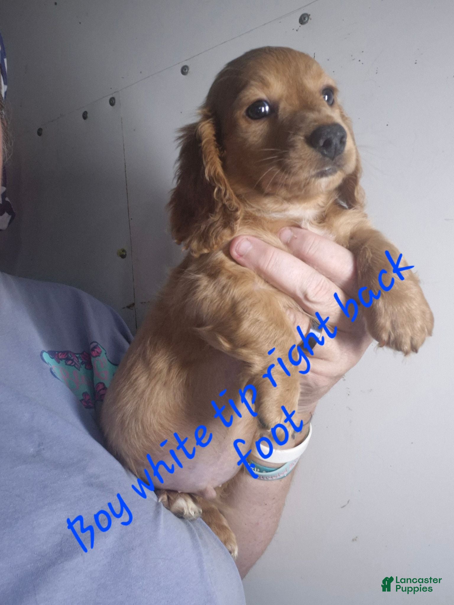 Miniature Dachshund dogs Miniature Dachshund 4 - Ad 1