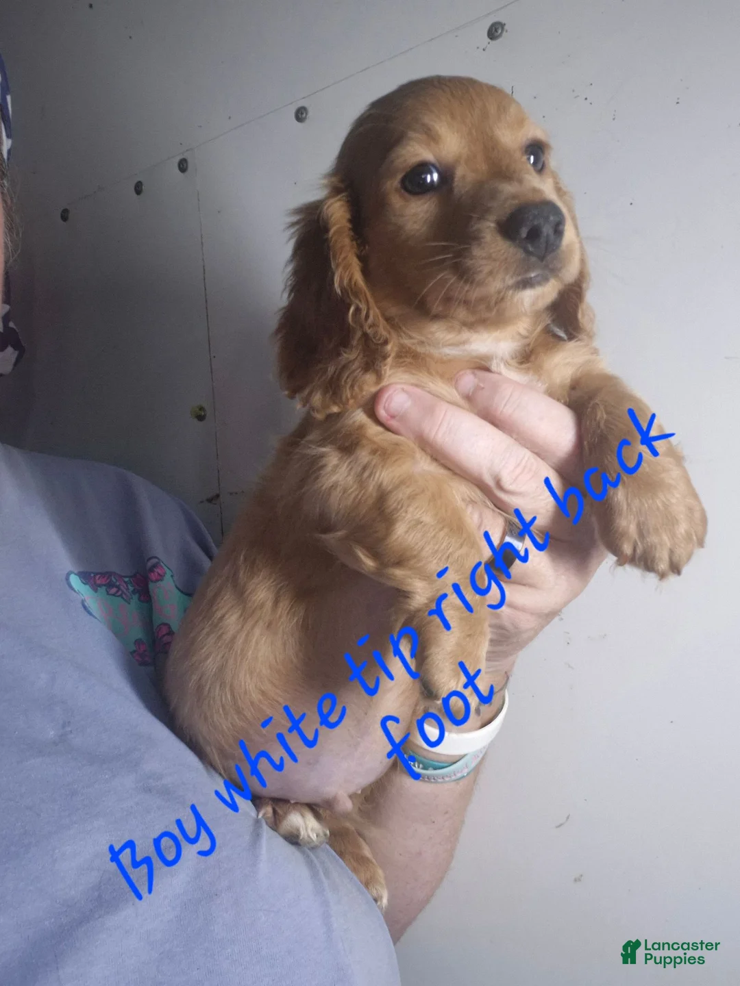 Miniature Dachshund dogs for sale: Miniature Dachshund 4 - Ad 1